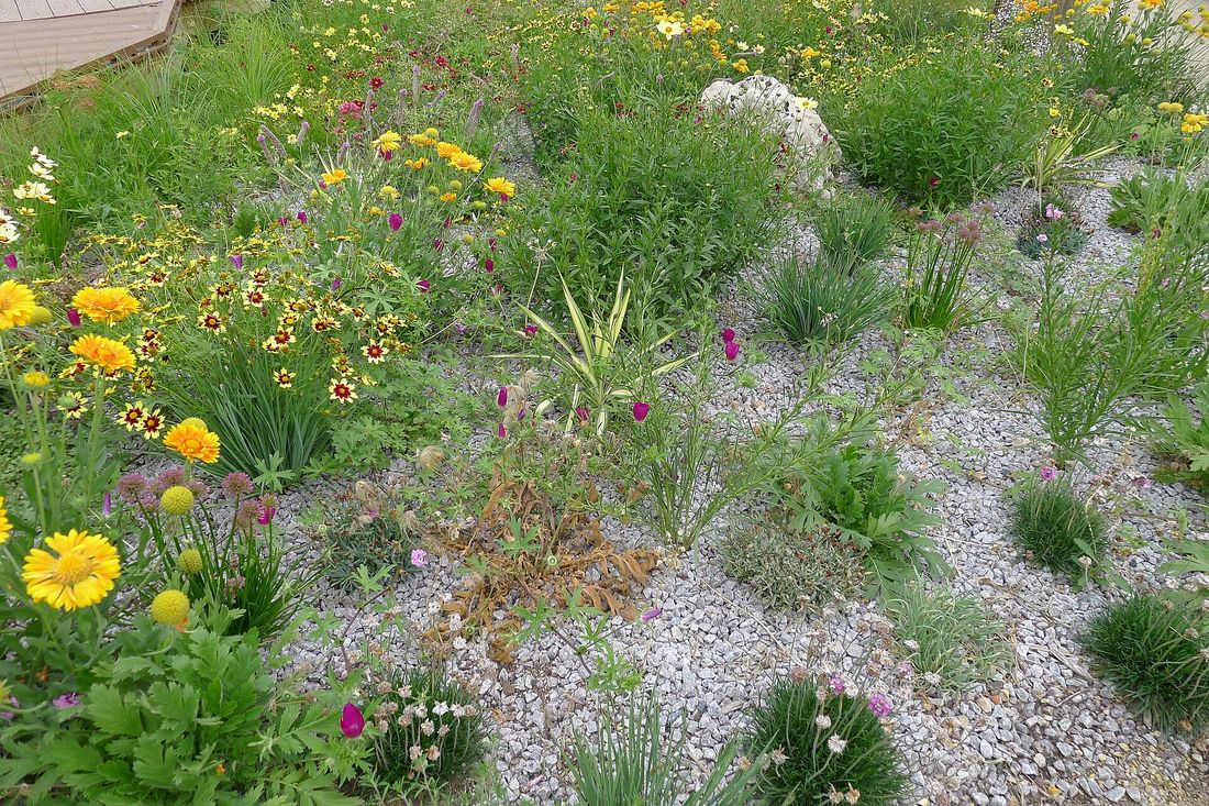 Gravel garden bursting with yellow and magenta desert wildflowers